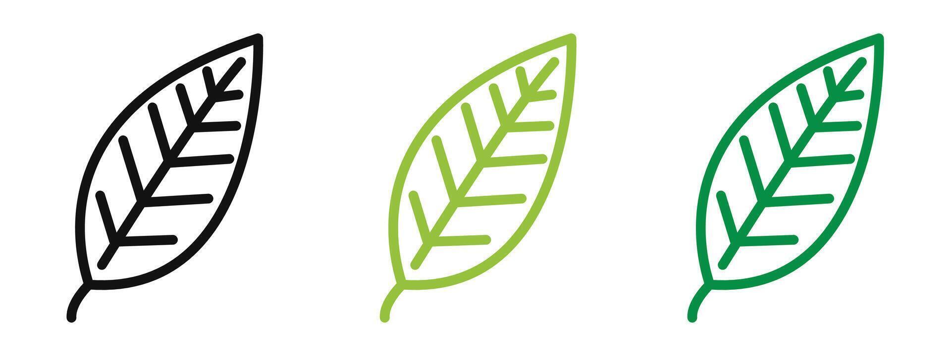Leaf Design Representing Green Living and Eco-Friendly Products vector
