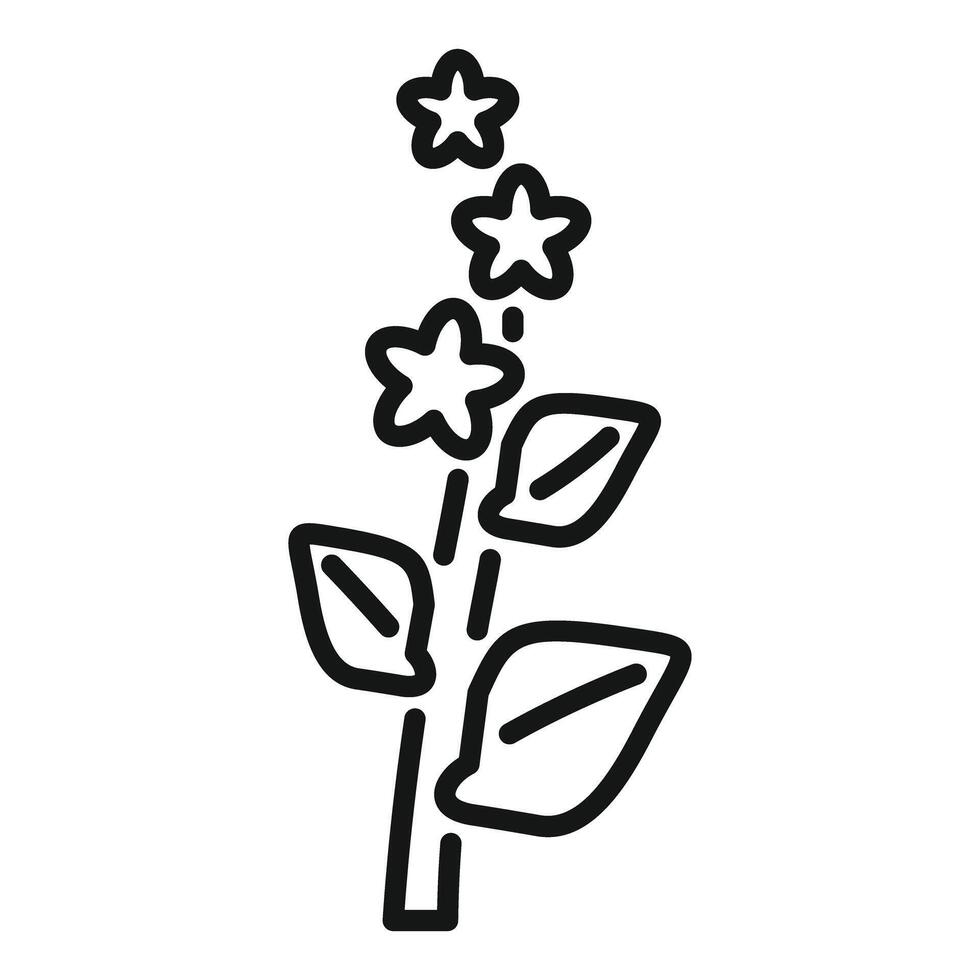 Jasmine flower branch growing with leaves icon vector