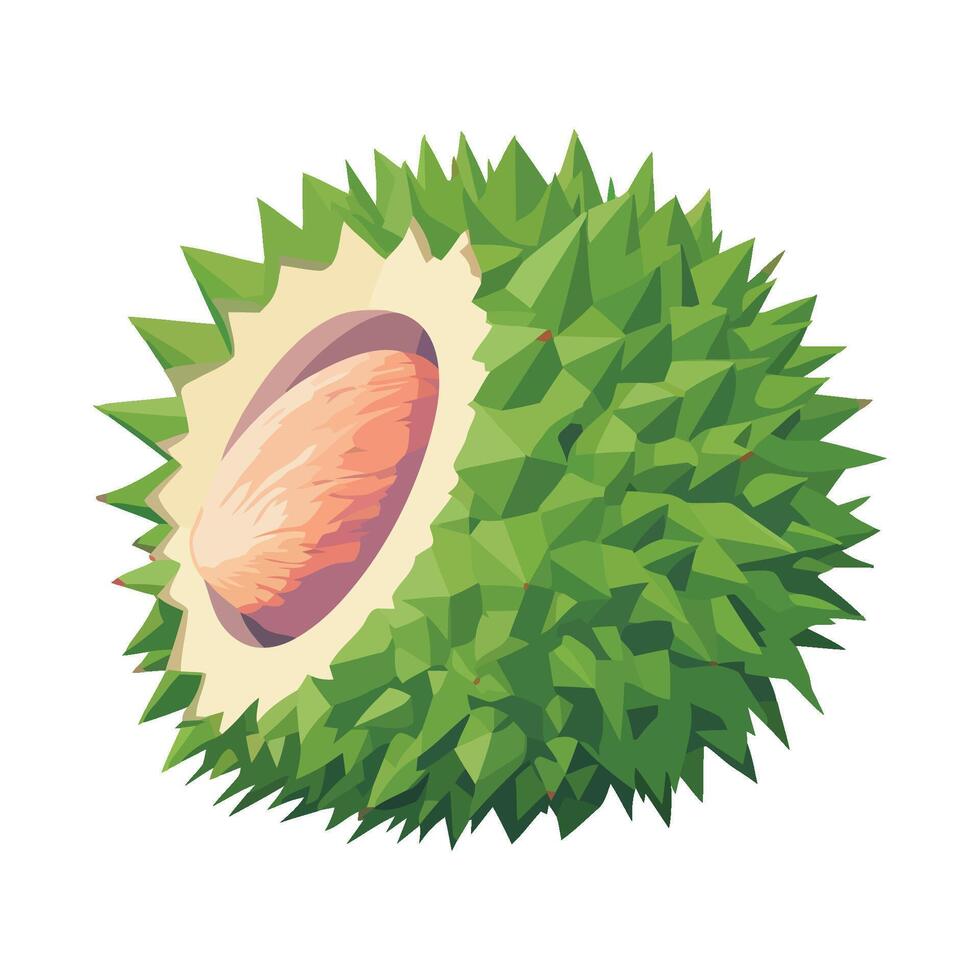 Ripe durian tropical fruit icon isolated vector
