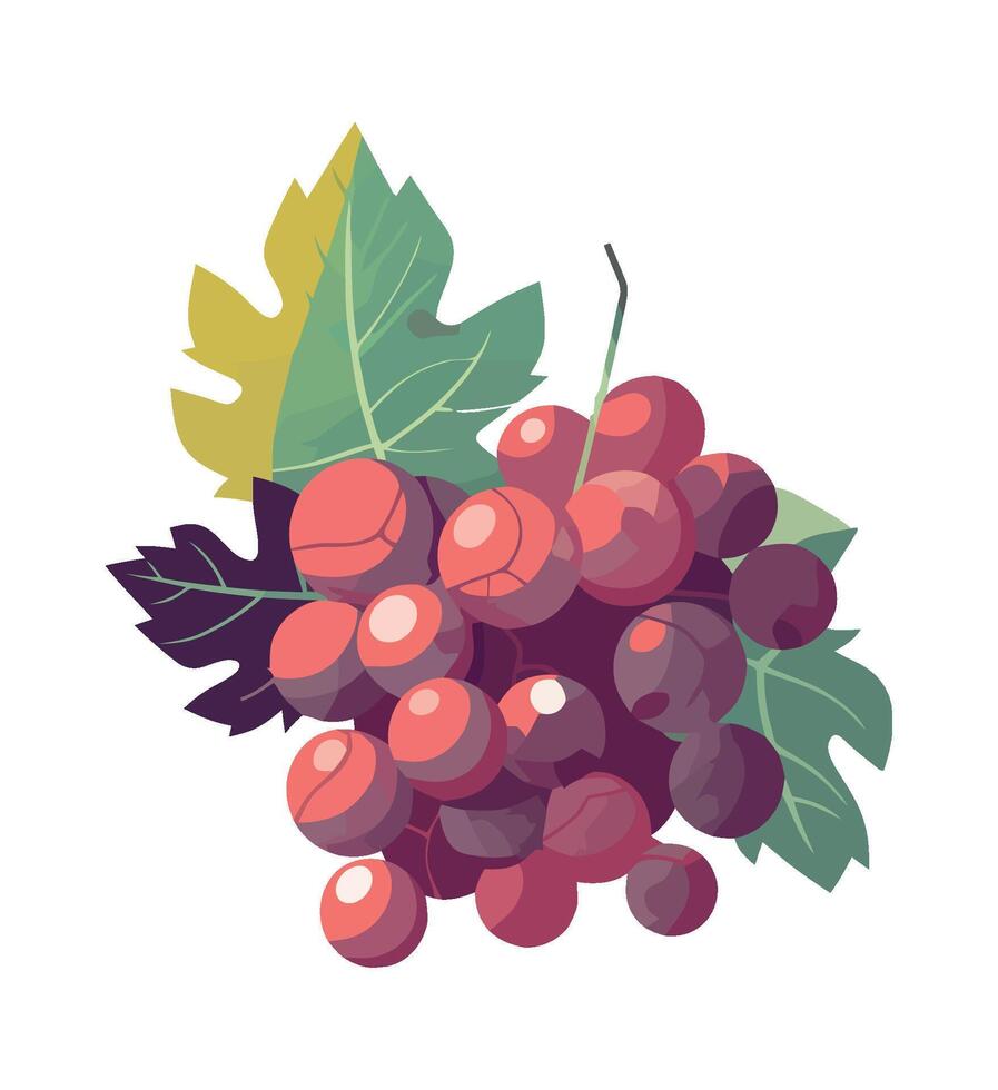 Ripe grapes bunch, fresh from nature garden icon isolated vector