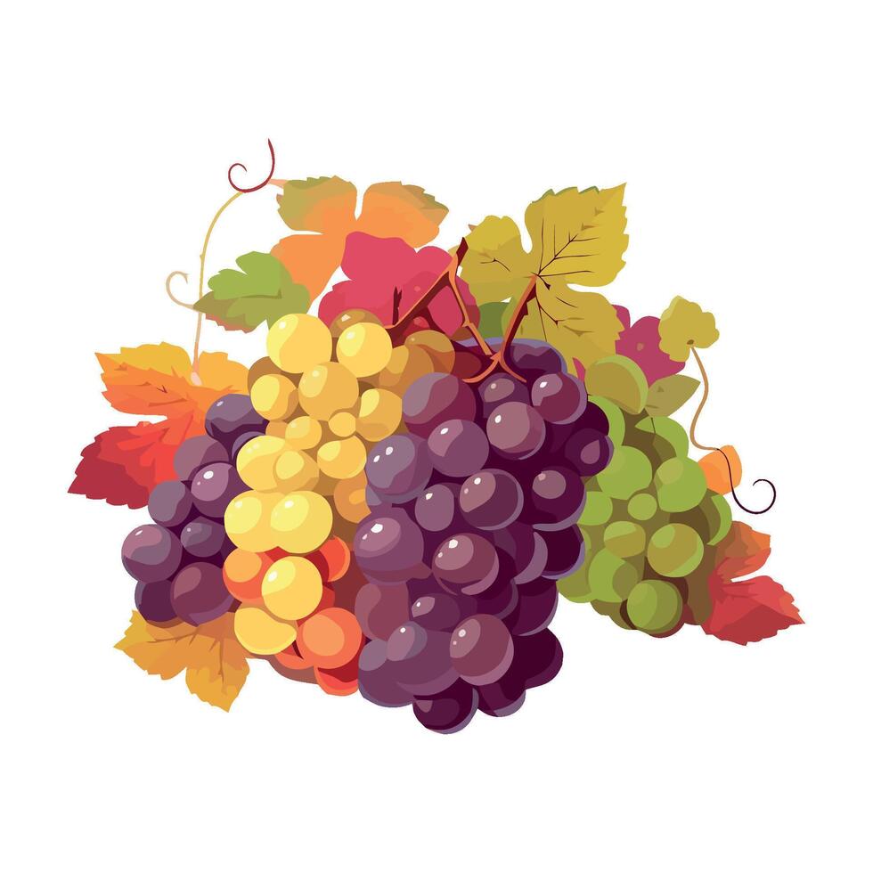 Ripe grape bunches, white backdrop icon isolated vector