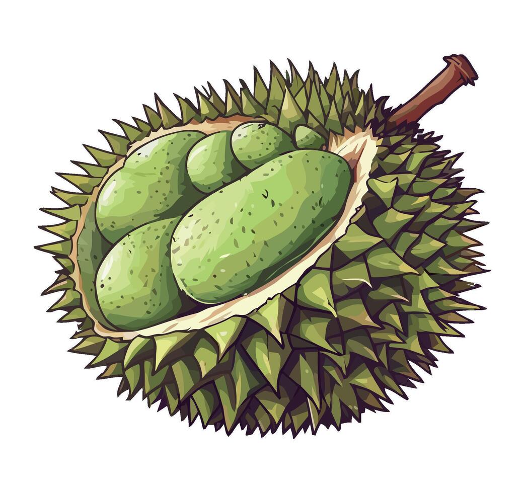 fresh ripe fruit durian icon isolated vector