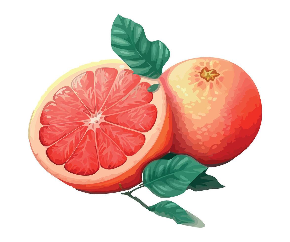 Juicy citrus fruits, ripe and fresh, healthy eating isolated vector