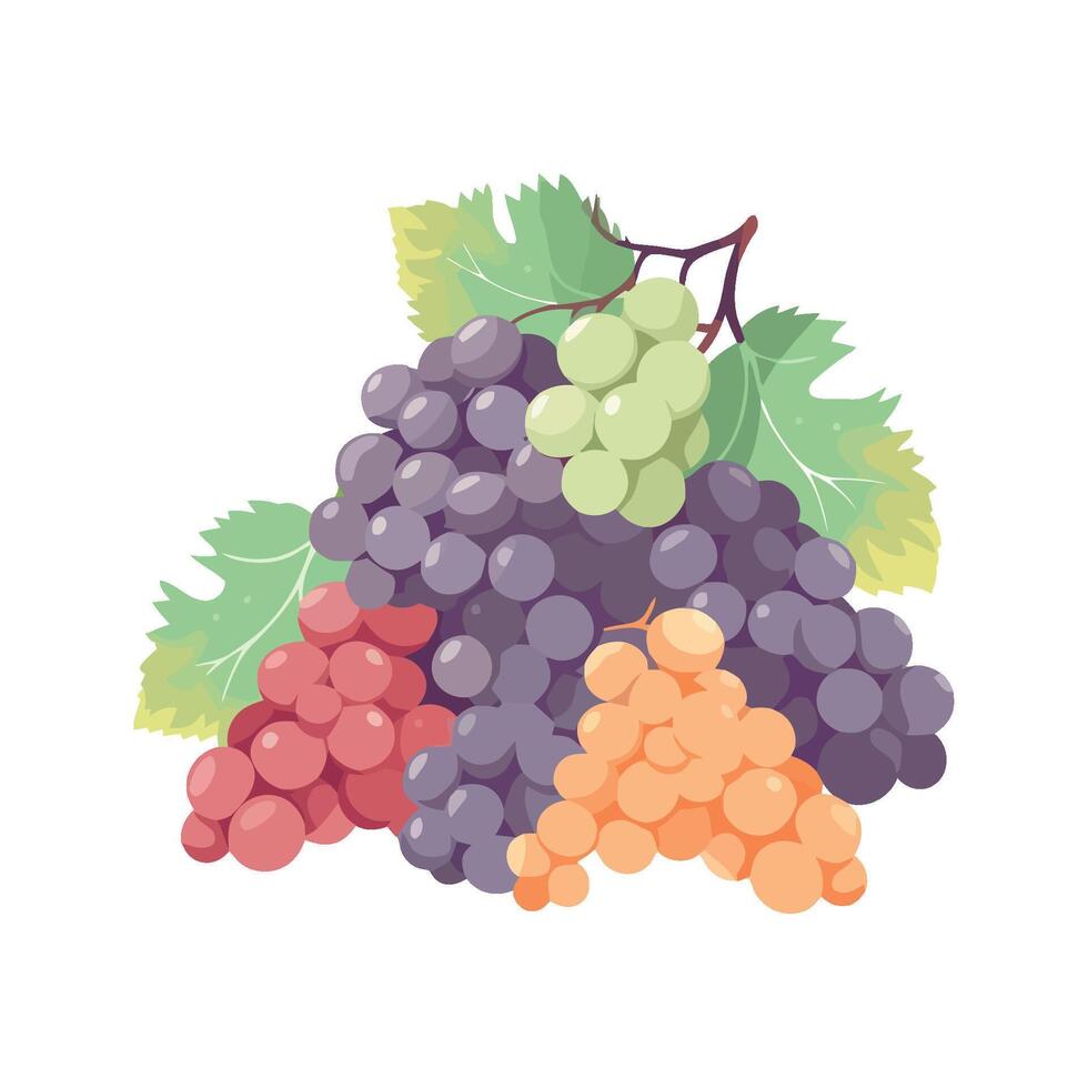 Juicy grape bunch, ripe and fresh nature isolated vector