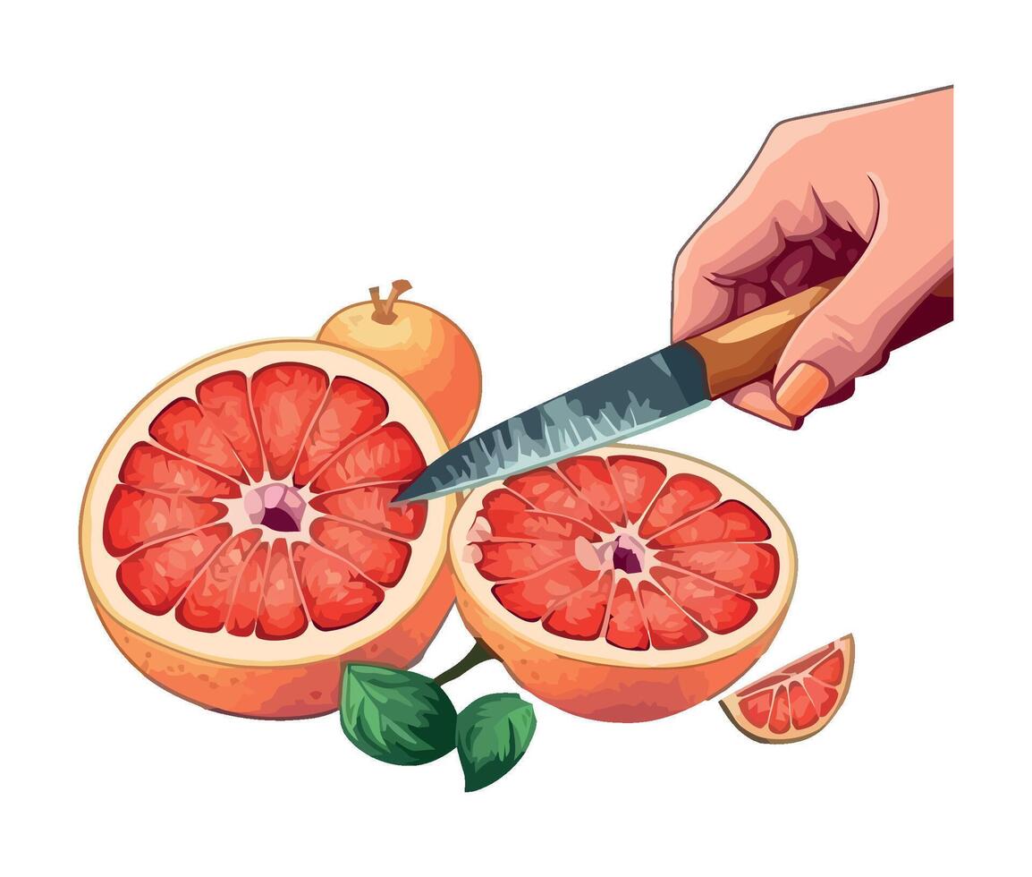 Hand holding freshly sliced grapefruit for healthy eating isolated vector