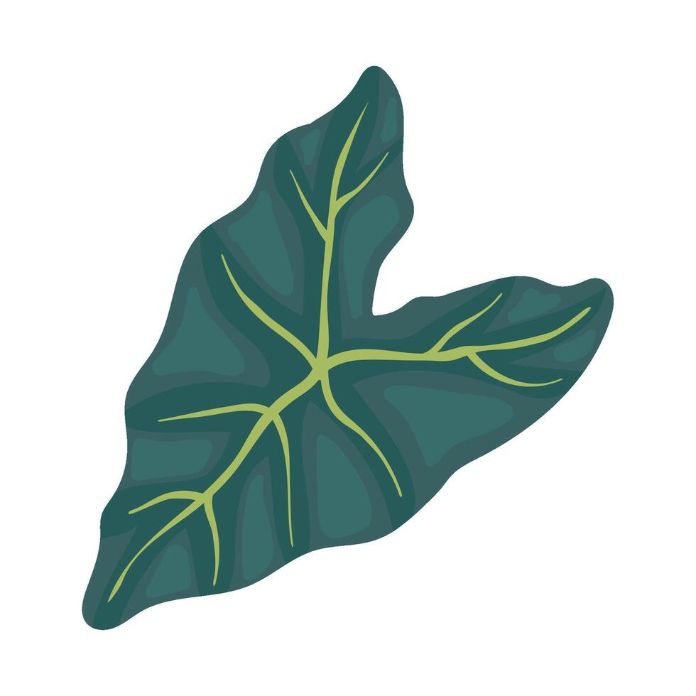 exotic leaf plant botany illustration isolated vector