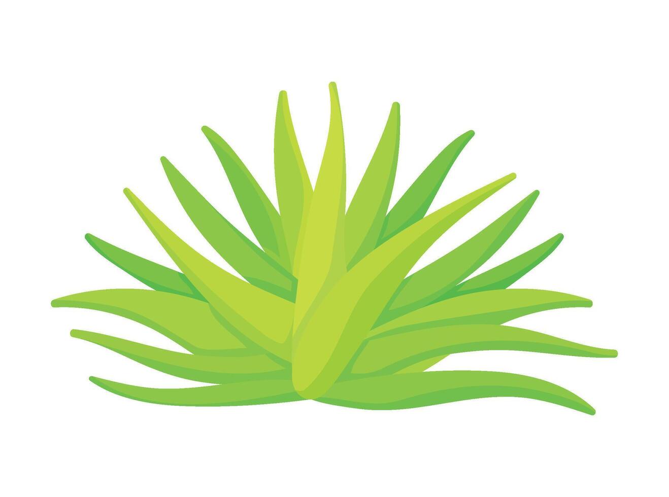 mexico tequila agave illustration isolated vector