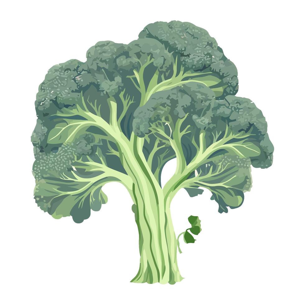 Fresh green broccoli for a healthy meal icon isolated vector