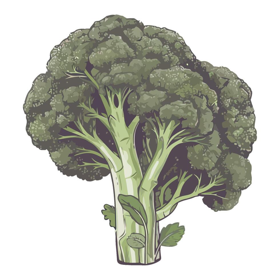 Fresh broccoli a healthy vegetarian meal icon isolated vector