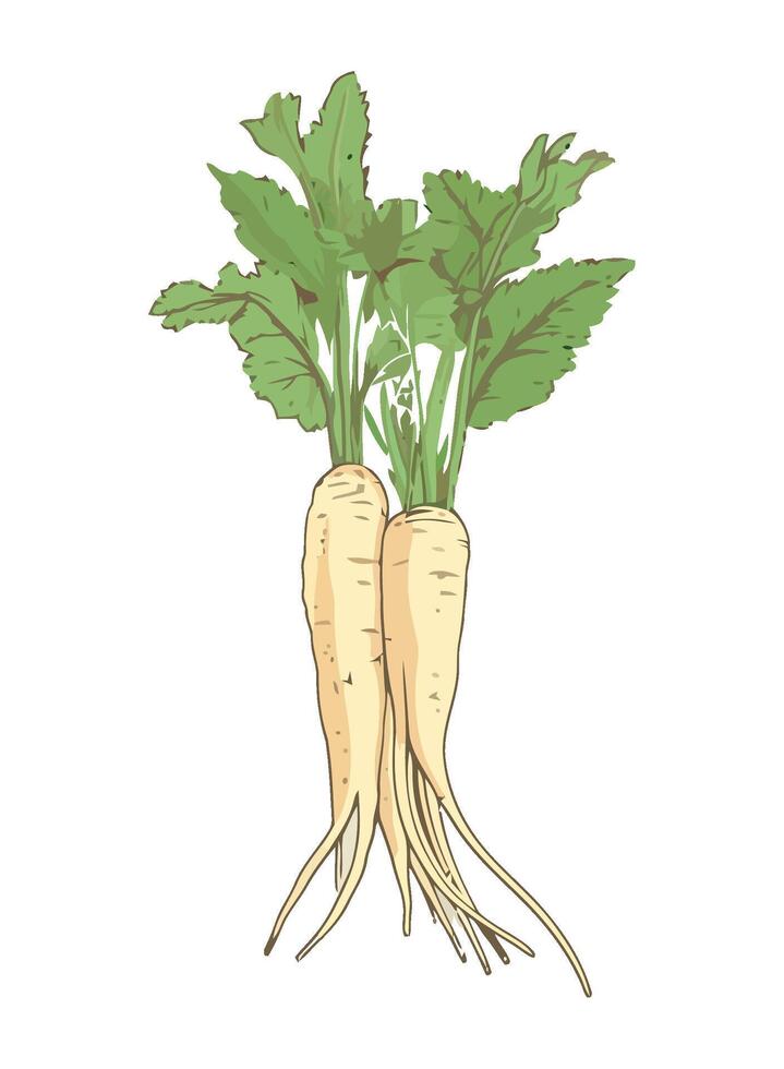 Fresh organic vegetables parsnip icon isolated vector