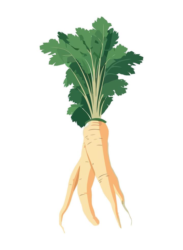 Fresh organic vegetable parsnip, healthy meal icon isolated vector