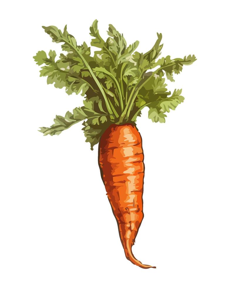 Fresh organic carrot salad, a healthy meal icon isolated vector