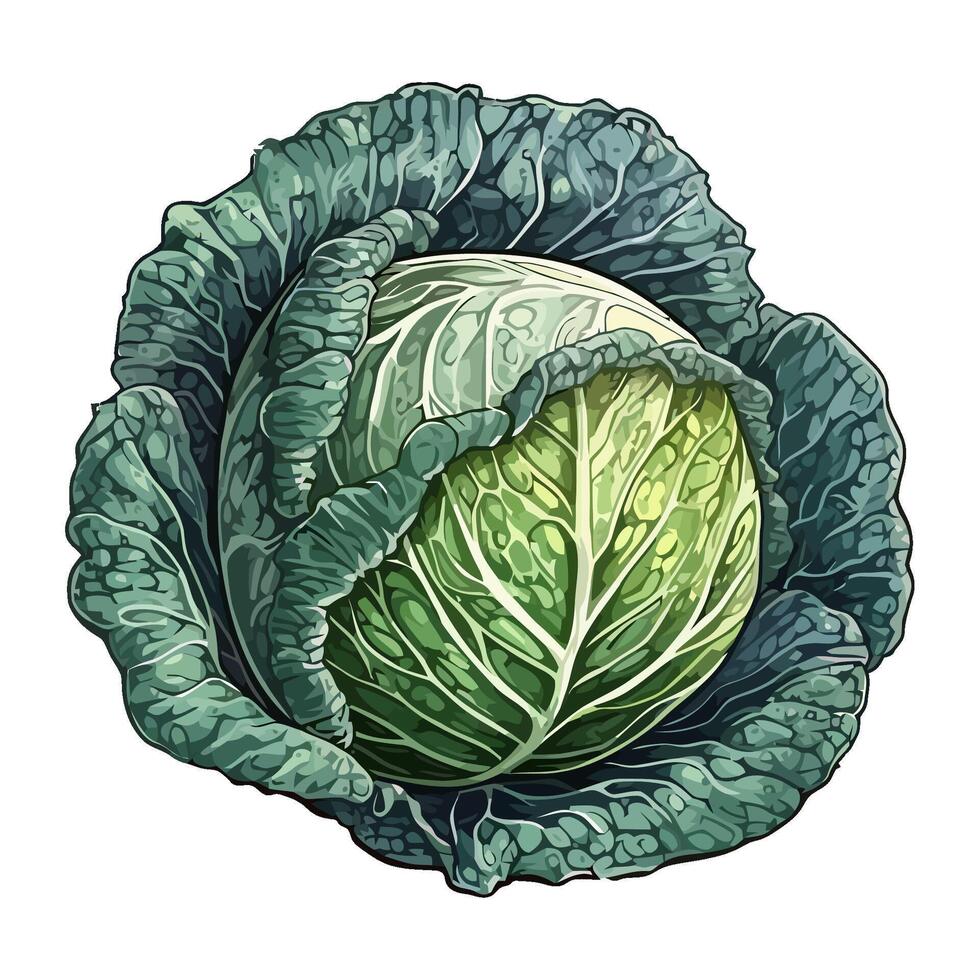Cabbage isolated on white background illustration icon isolated vector