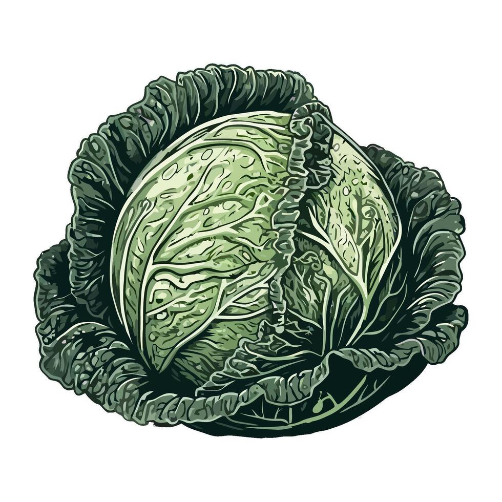 Fresh cabbage a healthy vegan meal icon isolated vector