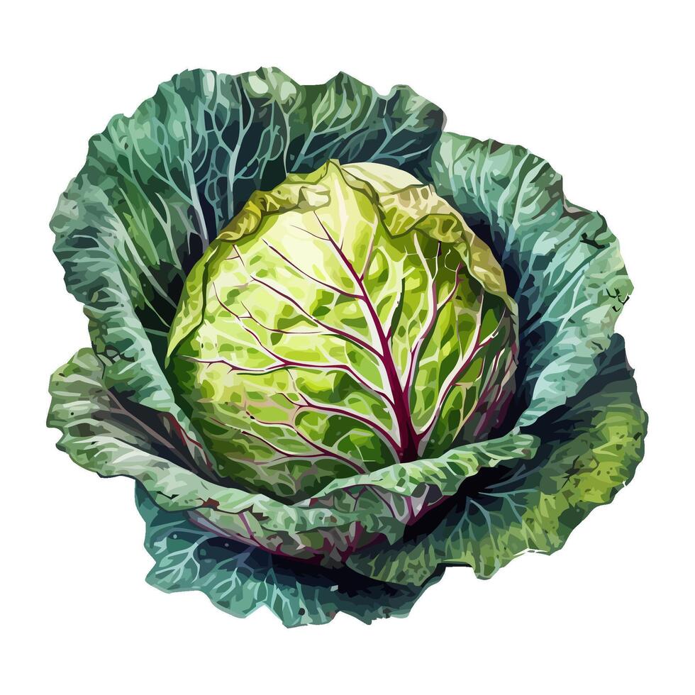 Fresh organic Cabbage salad a vegetarian meal icon isolated vector