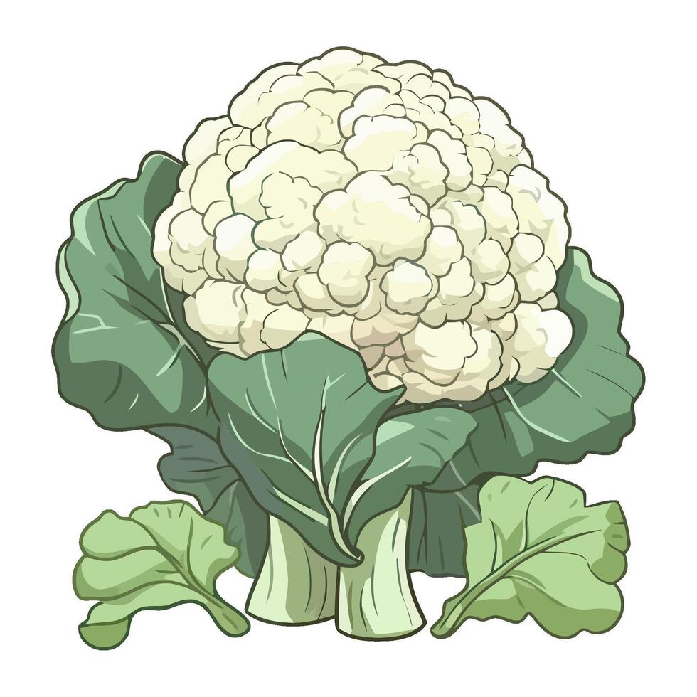 Fresh cauliflower salad icon vegetarian meal isolated vector