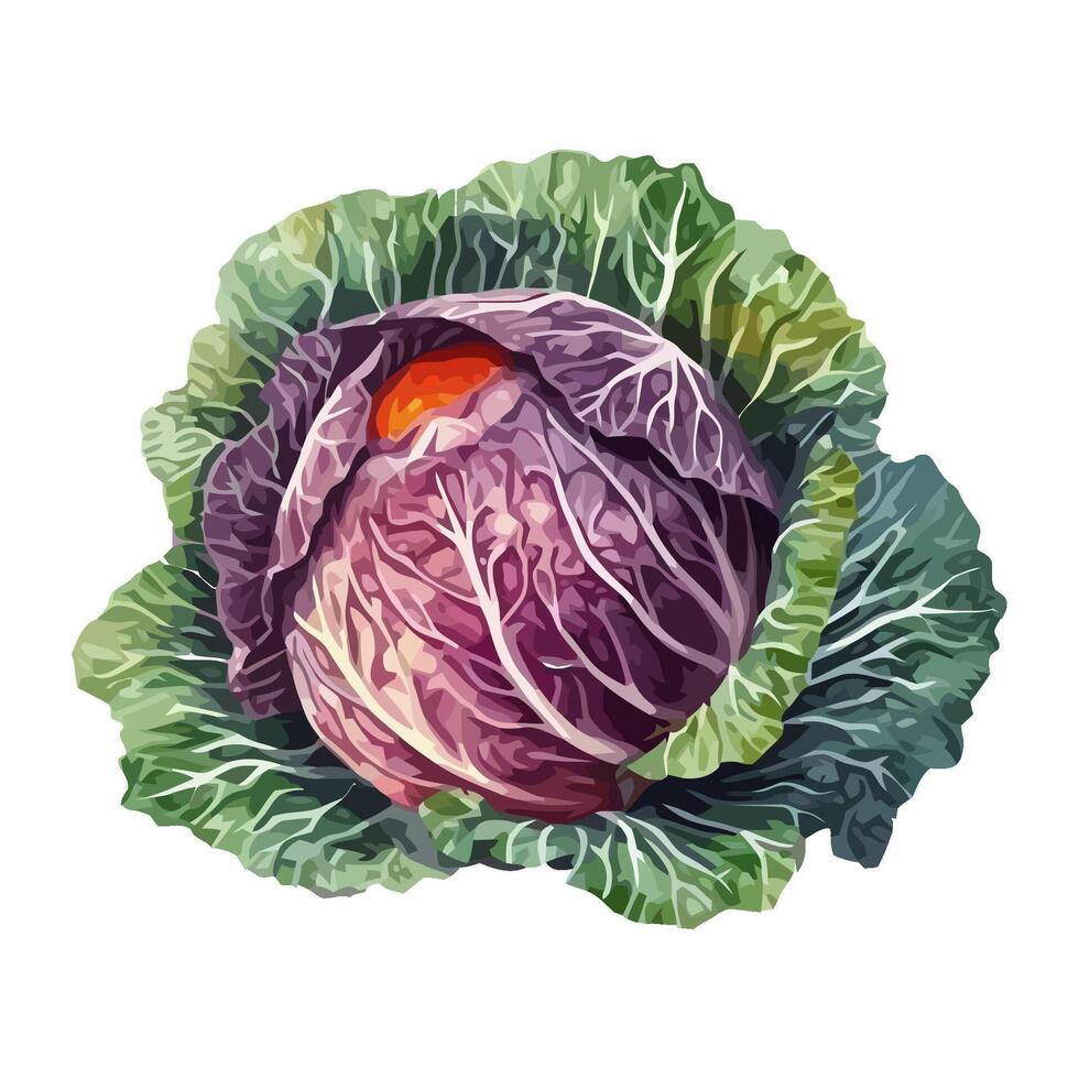 Fresh vegetable cabbage a healthy, modern meal icon isolated vector