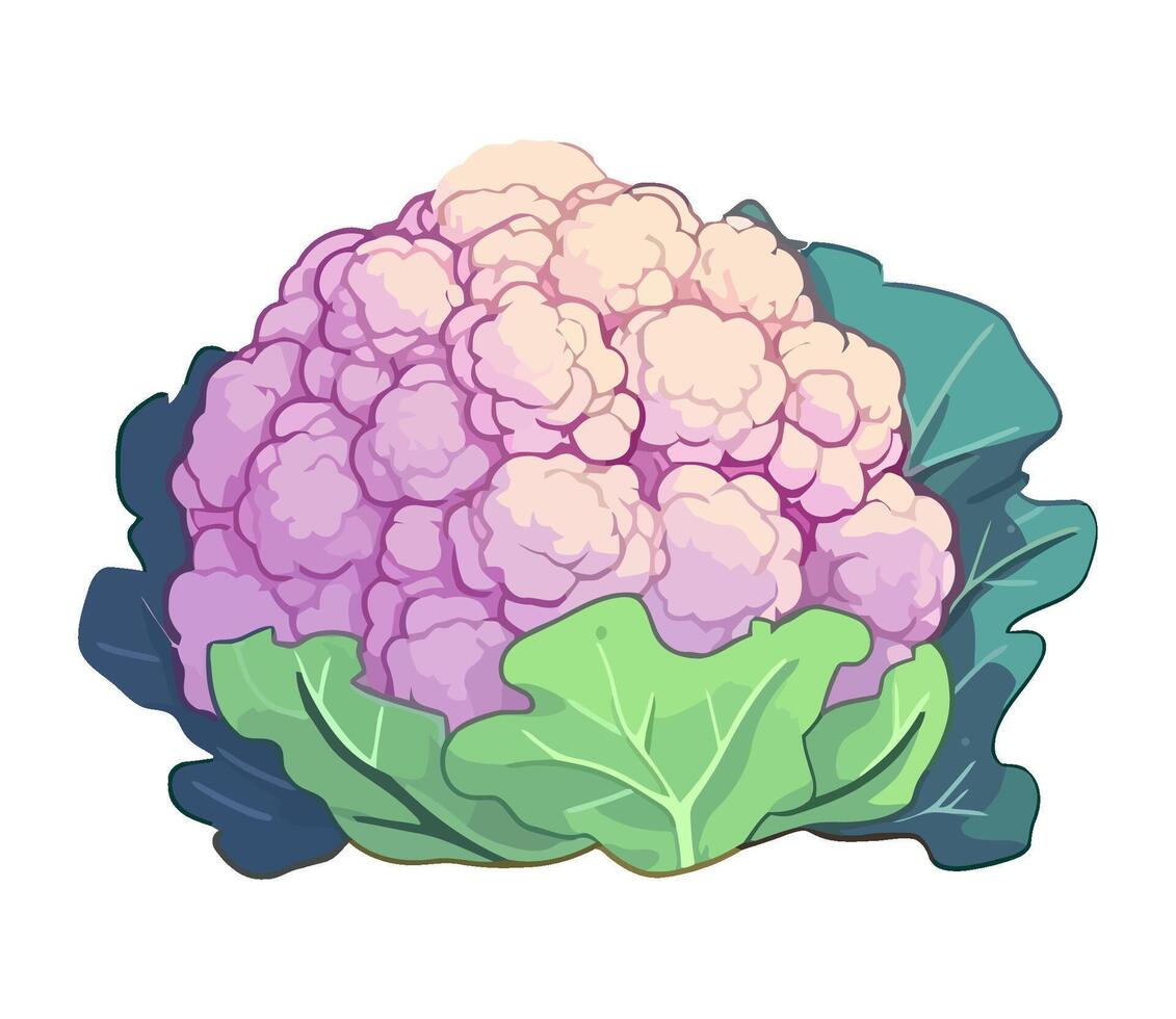 cauliflower, ripe fresh vegetable icon isolated vector