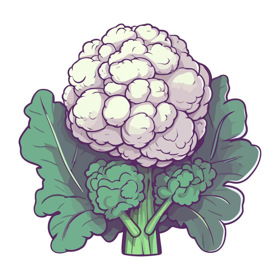 Fresh cauliflower a vegetarian food icon isolated vector