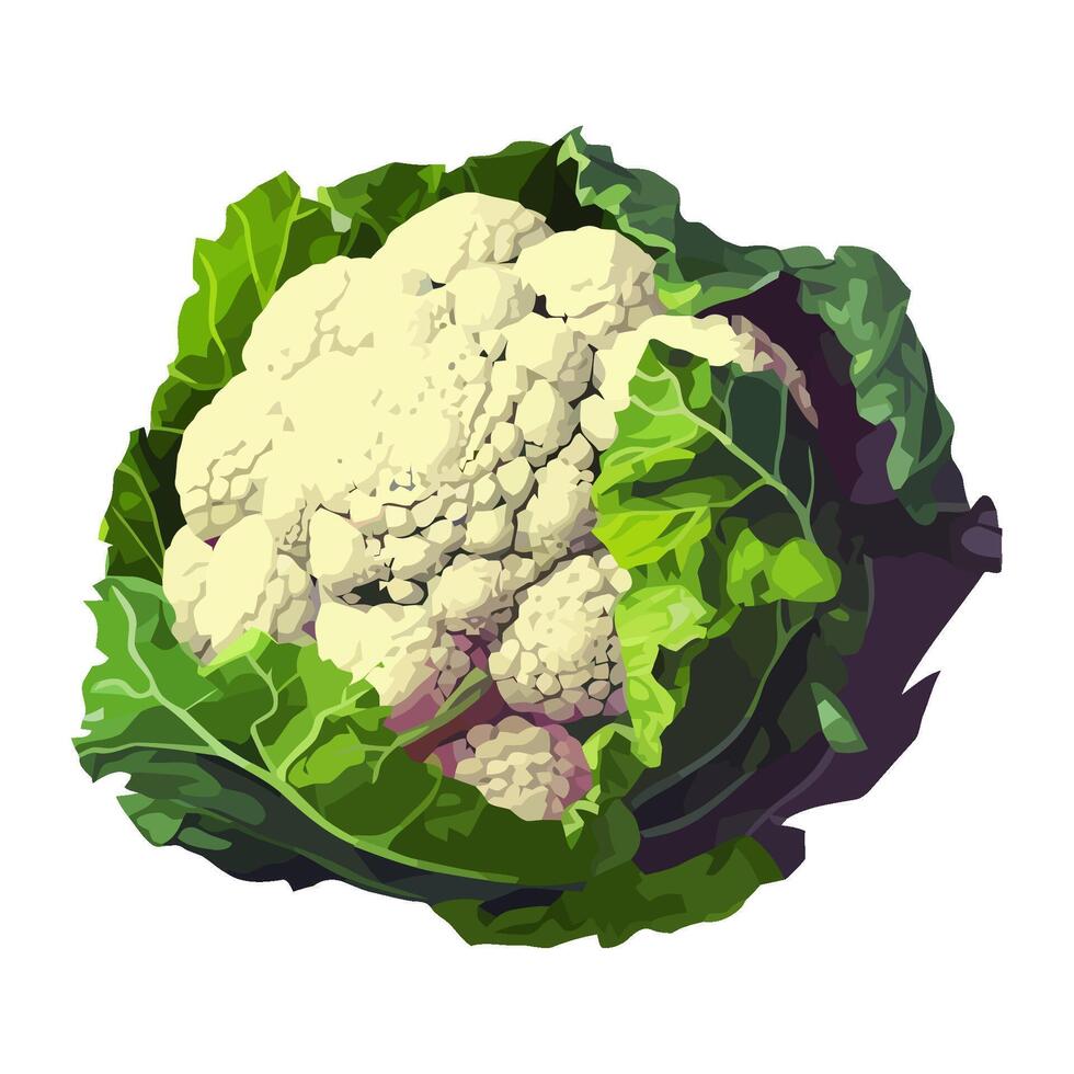 Fresh cauliflower meal organic vegetables icon isolated vector