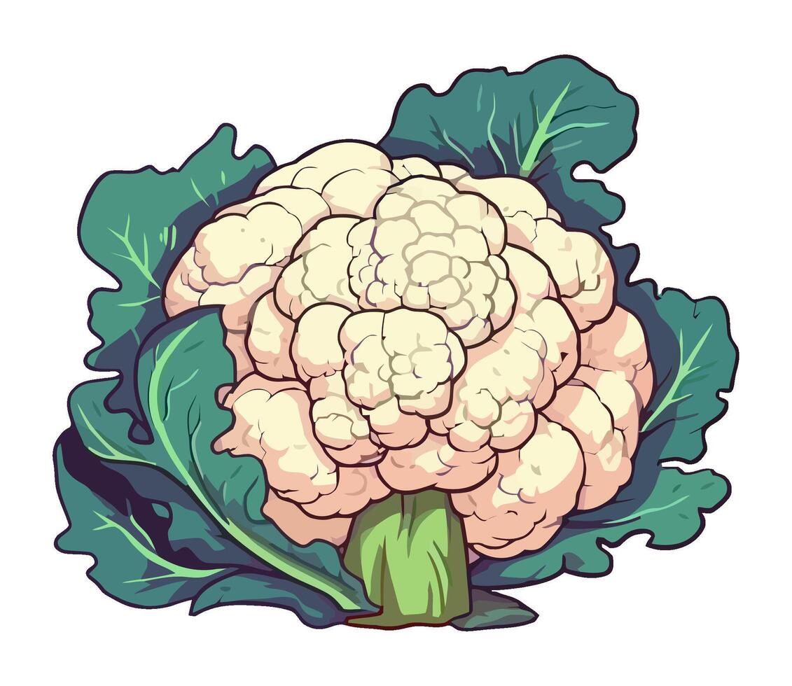 cauliflower vegetable on white backdrop icon isolated vector