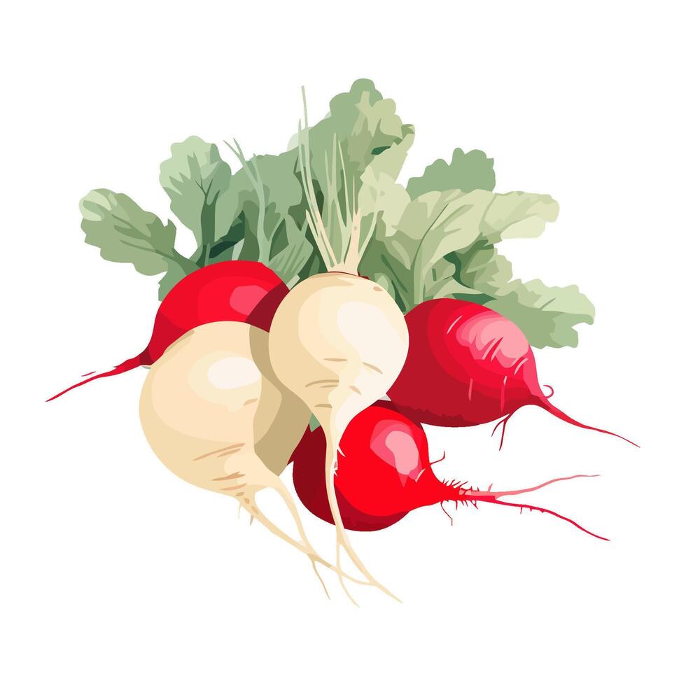 Fresh organic salad with ripe radish icon isolated vector