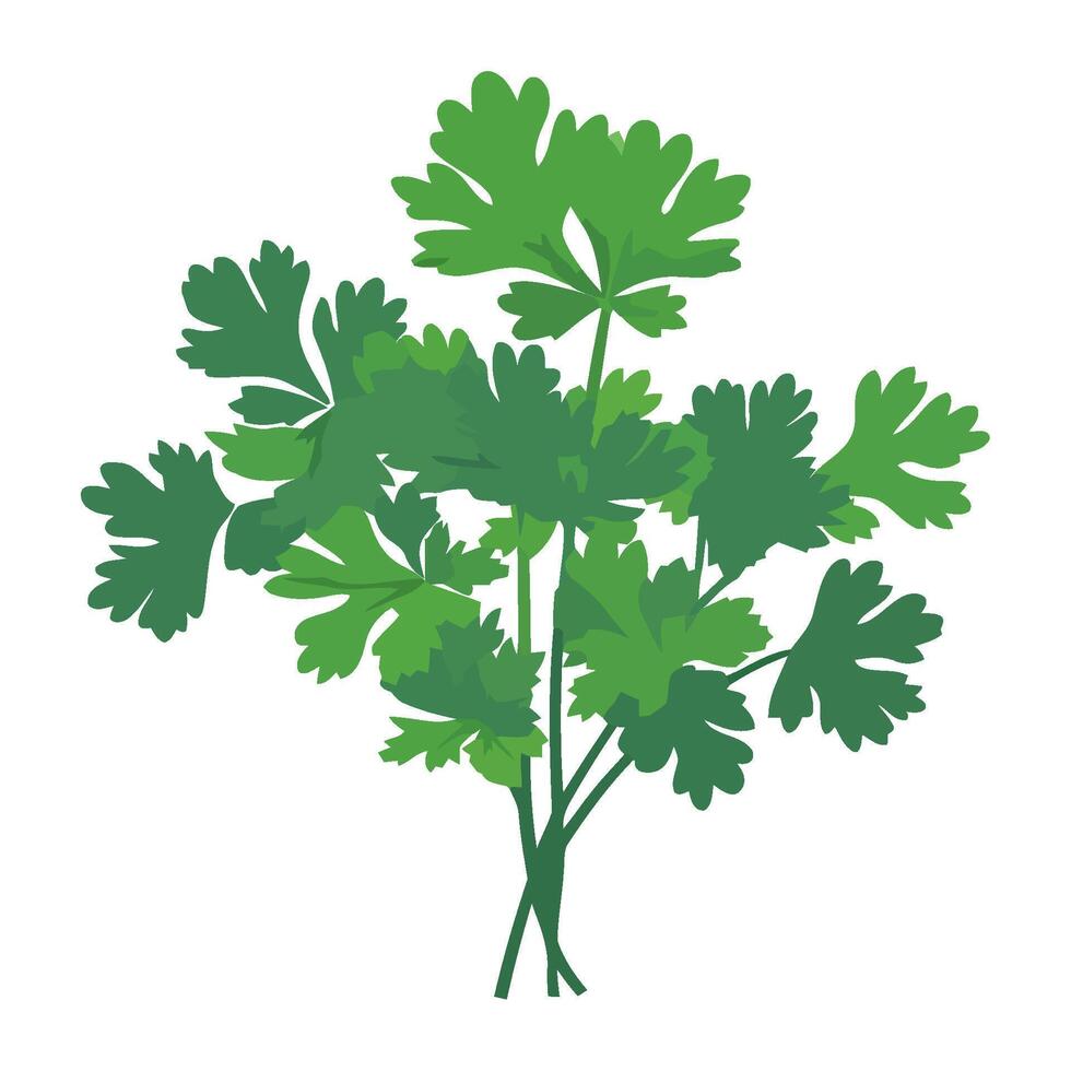 Fresh parsley, healthy salad icon isolated vector