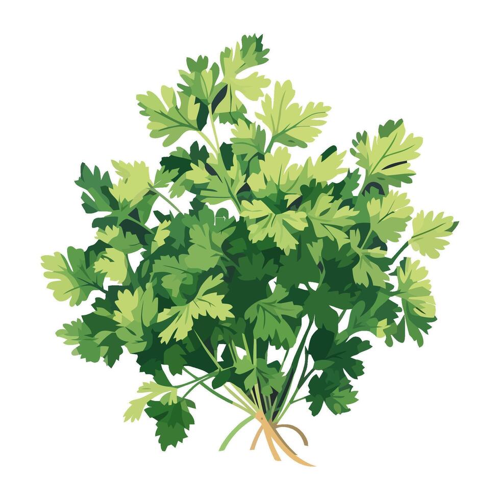 Fresh parsley vegetables add healthy seasoning icon isolated vector