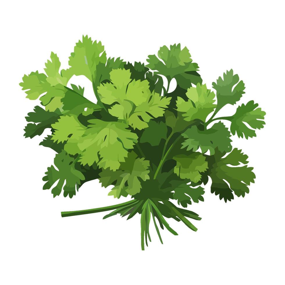 Fresh parsley healthy flavor to meals icon isolated vector