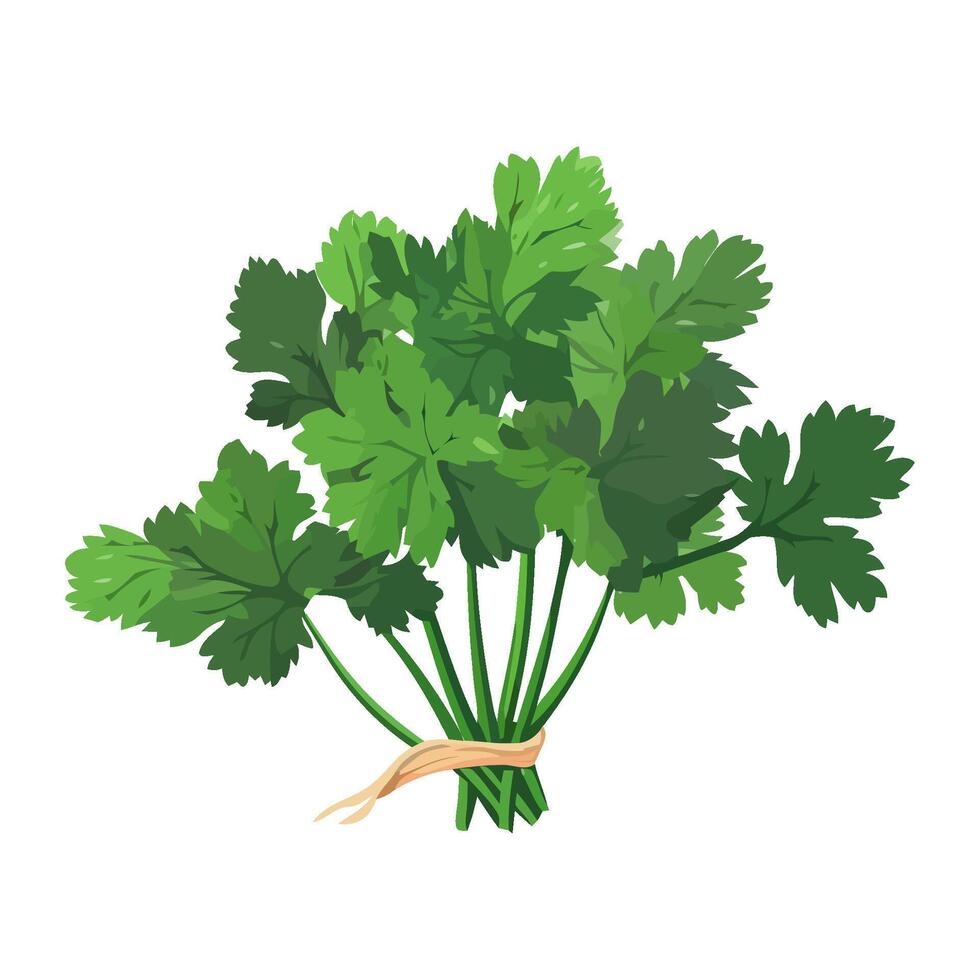 Fresh organic cilantro, a healthy vegetarian icon isolated vector