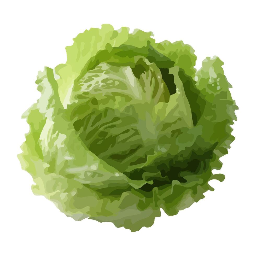 Fresh organic cabbage, a healthy vegetarian meal icon isolated vector