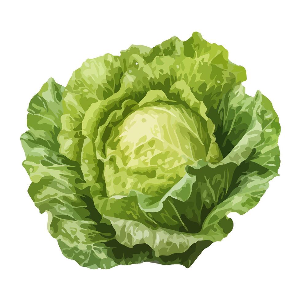 Fresh organic cabbage, a healthy vegetarian meal icon isolated vector