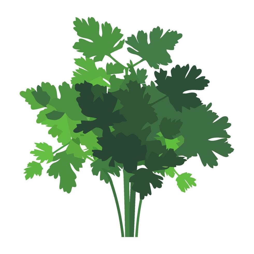 Fresh green parsley branch, symbol of healthy eating icon isolated vector