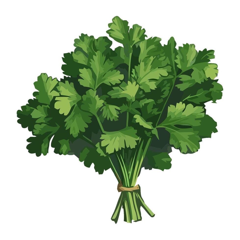 Fresh parsley bundle, healthy seasoning icon isolated vector