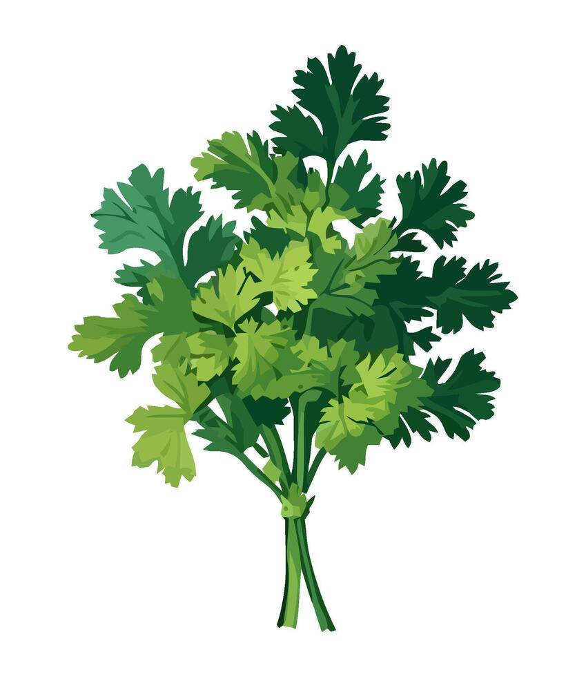 Fresh green parsley vegetables for healthy eating icon isolated vector