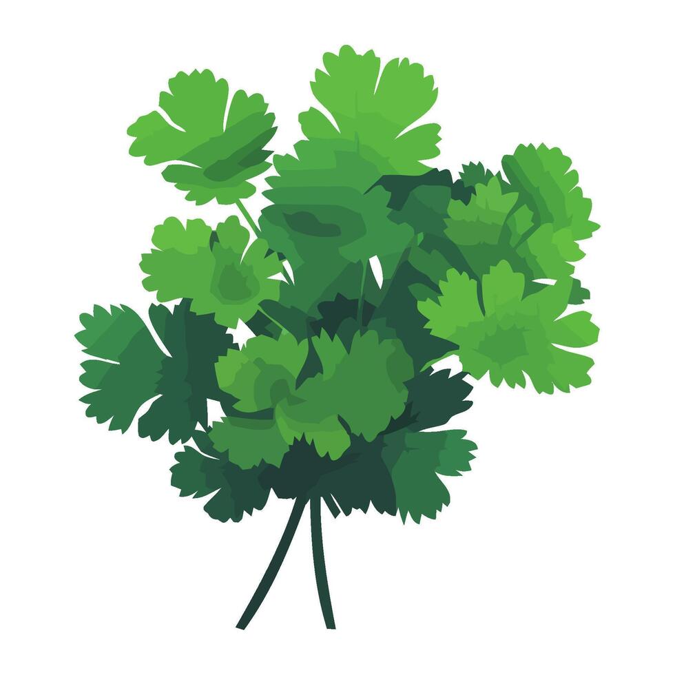 Fresh green parsley, healthy vegetarian cooking icon isolated vector