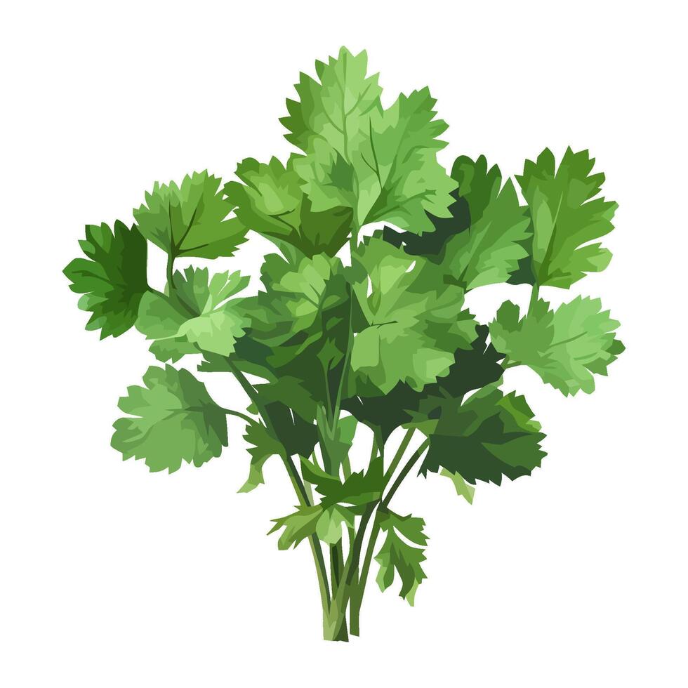 Fresh parsley bundle for healthy eating icon isolated vector