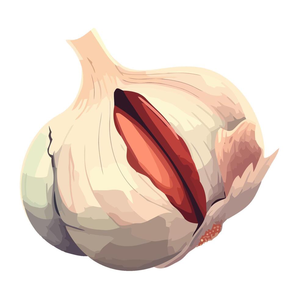 Fresh garlic vegetable, ripe and ready for cooking icon isolated vector