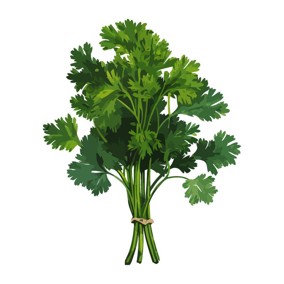 parsley, bundle for healthy cooking icon isolated vector