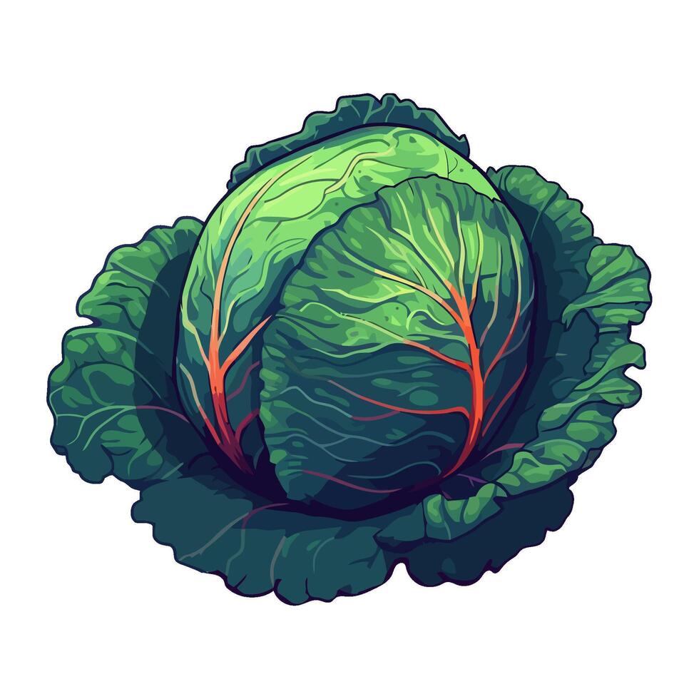 Fresh vegetable cabbage green ingredients icon isolated vector