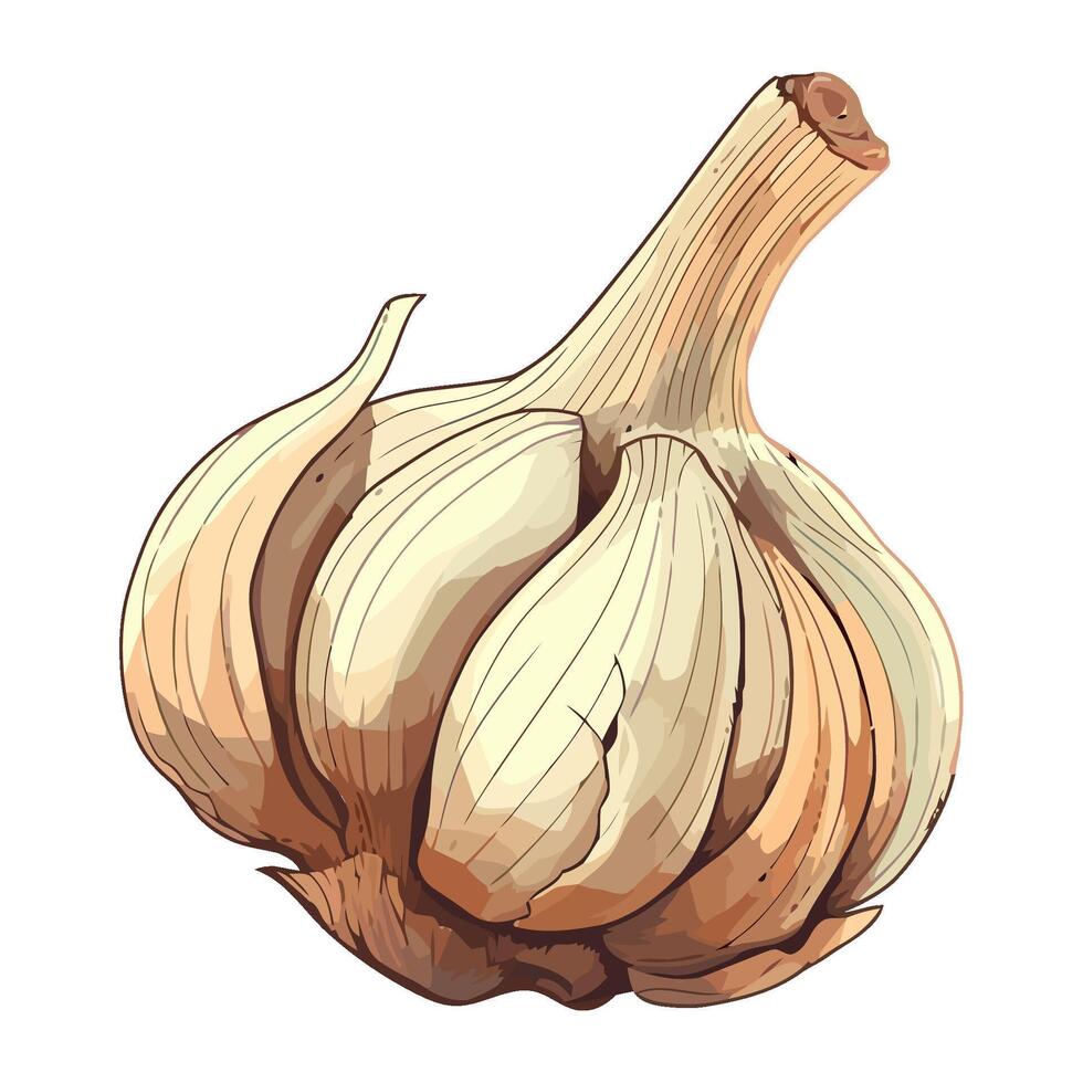 Fresh garlic clove, ripe and scented icon isolated vector