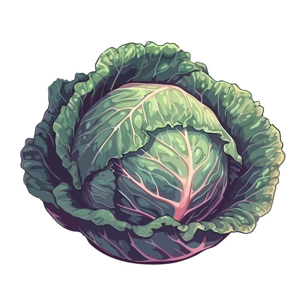 Fresh organic salad, healthy vegetarian cabbage icon isolated vector