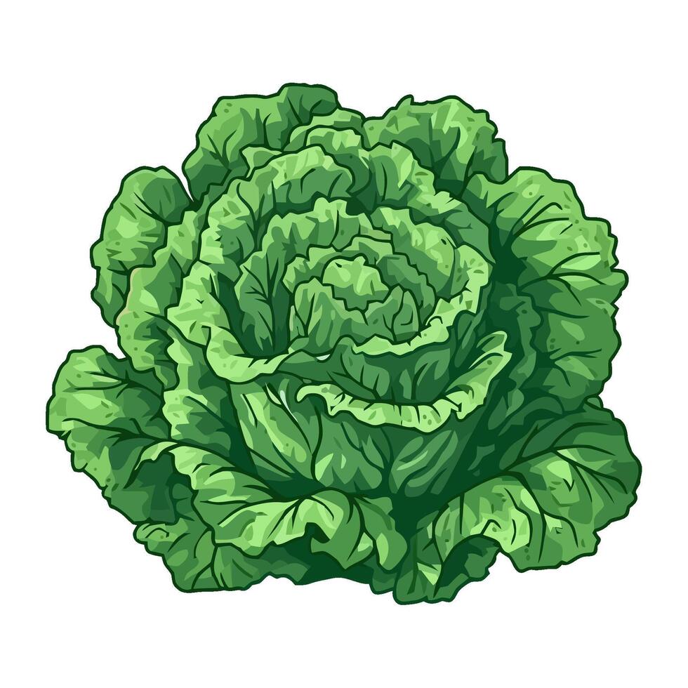 Organic vegetable cabbage healthy meal icon isolated vector