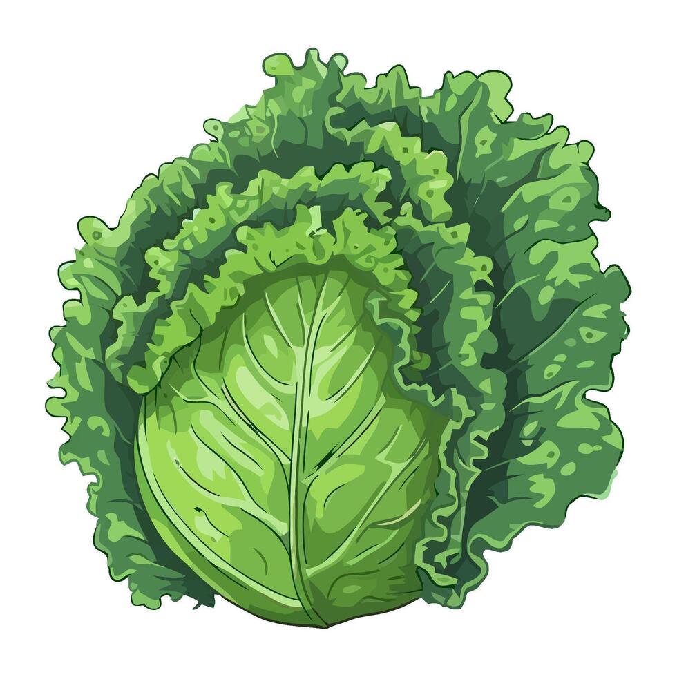 Fresh organic cabbage ripe vegetable icon isolated vector