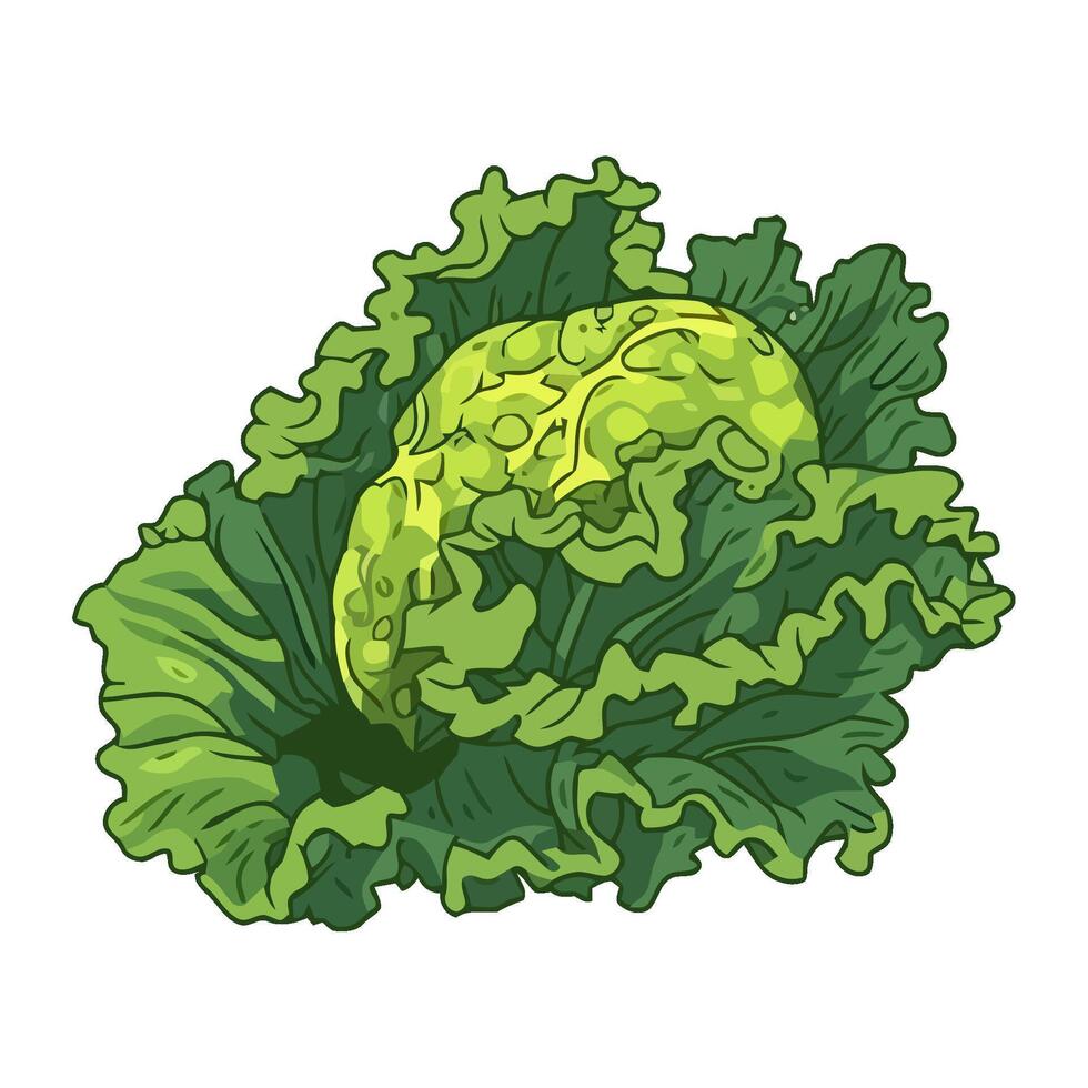 Fresh cabbage vegetables, a healthy meal choice icon isolated vector