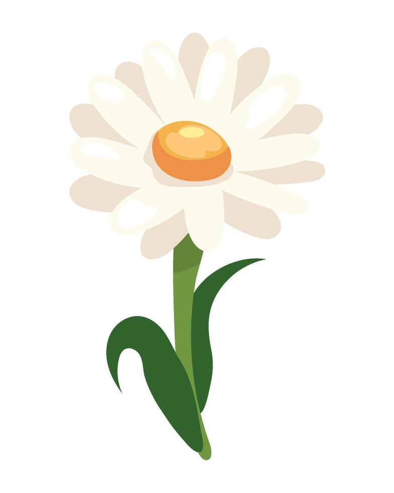 Flower daisy icon isolated illustration vector
