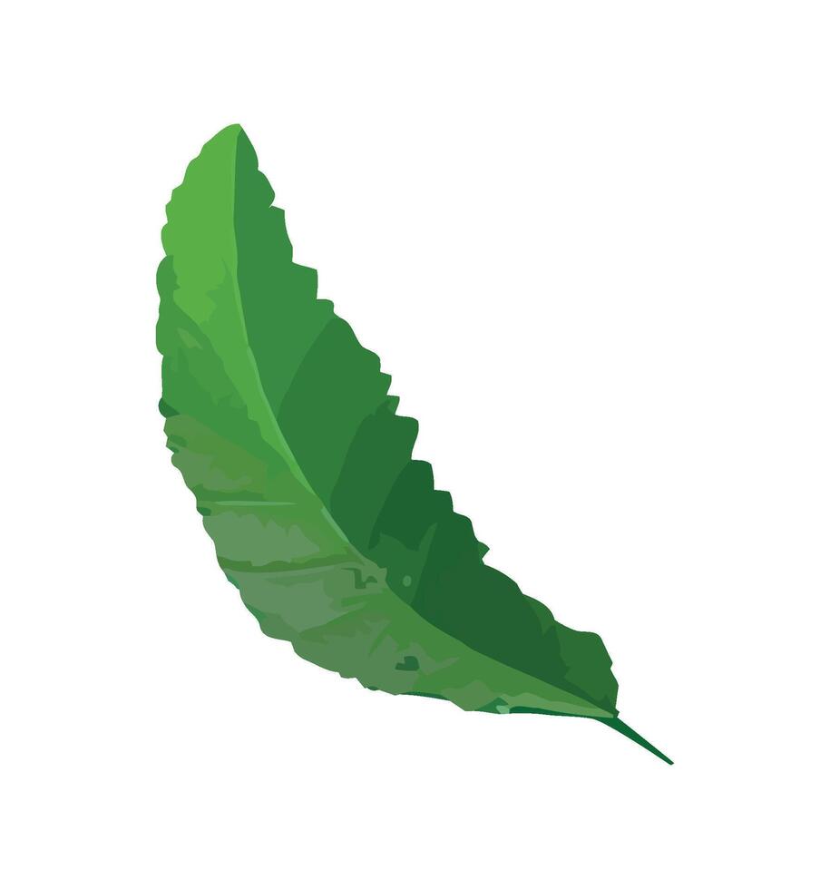 Organic growth foliage leaf icon isolated vector