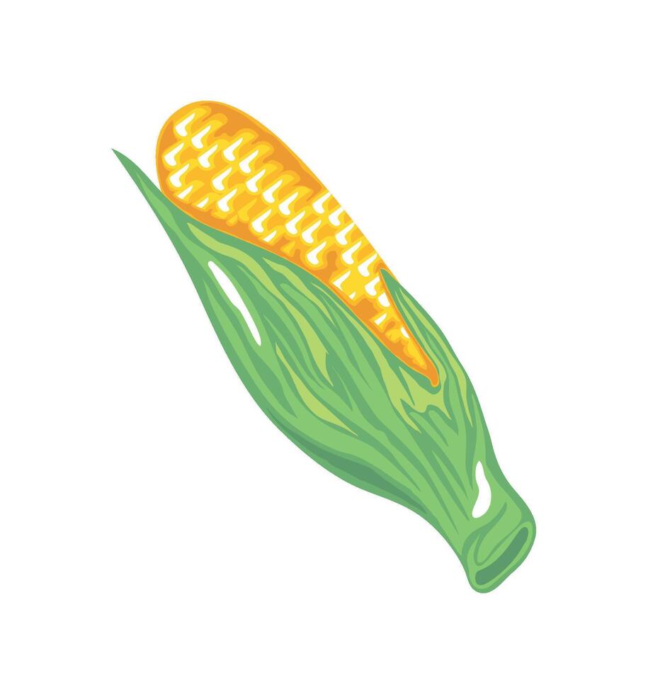 fresh corn cob vegetable icon isolated white background vector