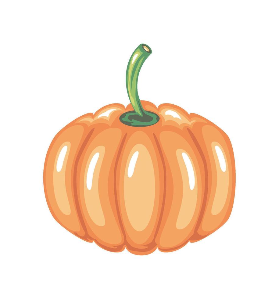 fresh pumpkin vegetable icon isolated white background vector