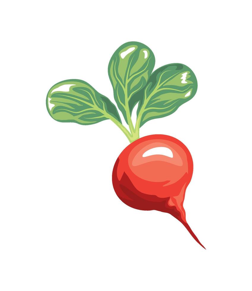 fresh radish vegetable icon isolated white background vector
